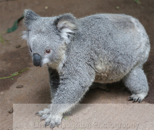 Strolling koala