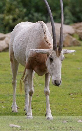 Spent 6 months in Qatar without seeing an oryx.