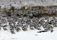 Sandymount birds Dec 2010
