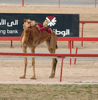 Camels and Camel Racing