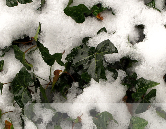 Ivy and snow.
